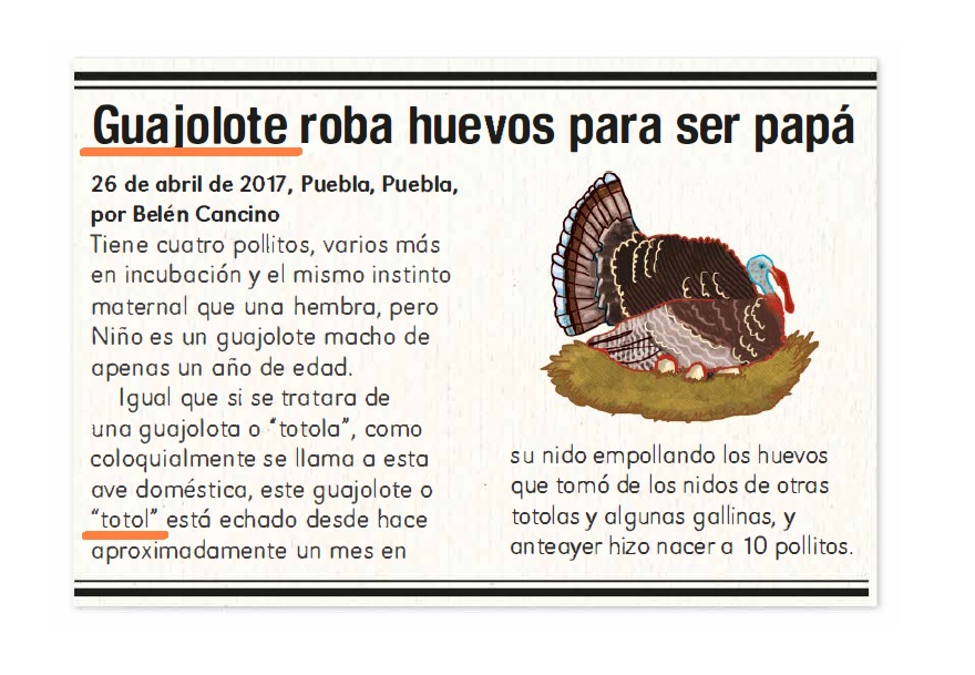 ¿Birote, torcido o bolillo? - Ayuda para tu tarea de
